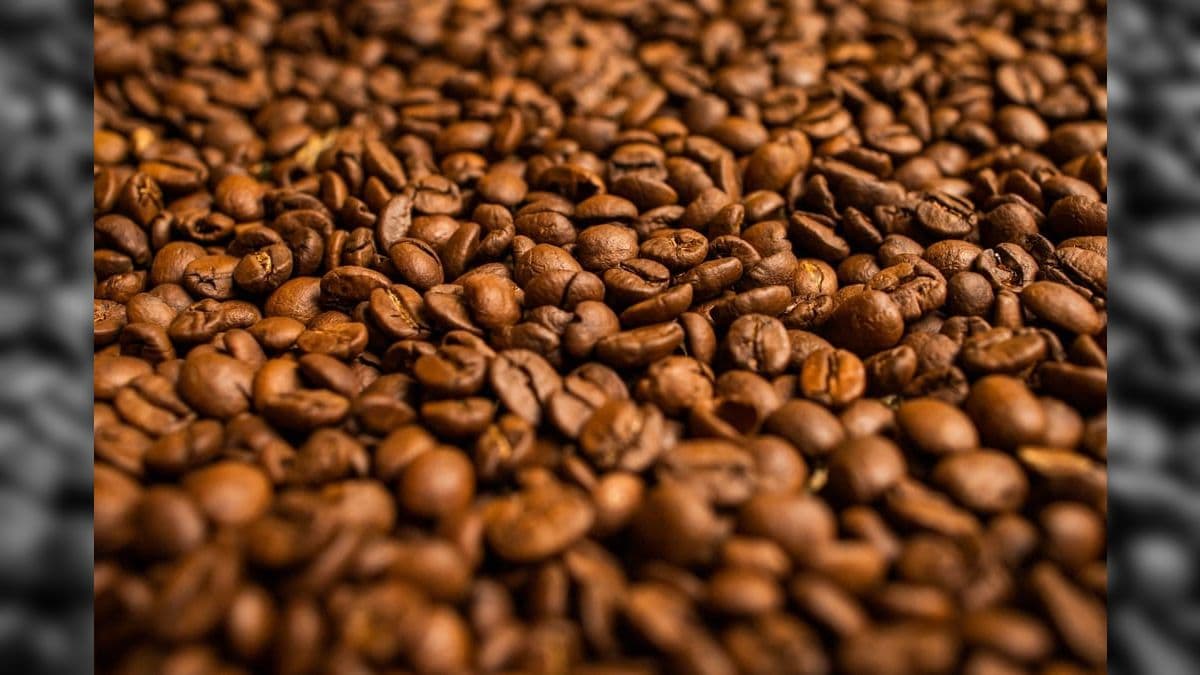 Estudo da Embrapa Cafés indica alta de 170% nos ganhos dos produtores de café