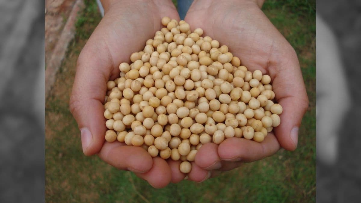 Moratória da Soja continua gerando polêmica entre produtores e agroindústrias