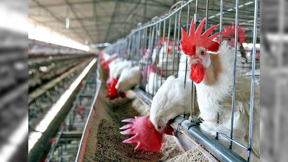 Foco de gripe aviária é detectado em granja de galinhas poedeiras na Argentina