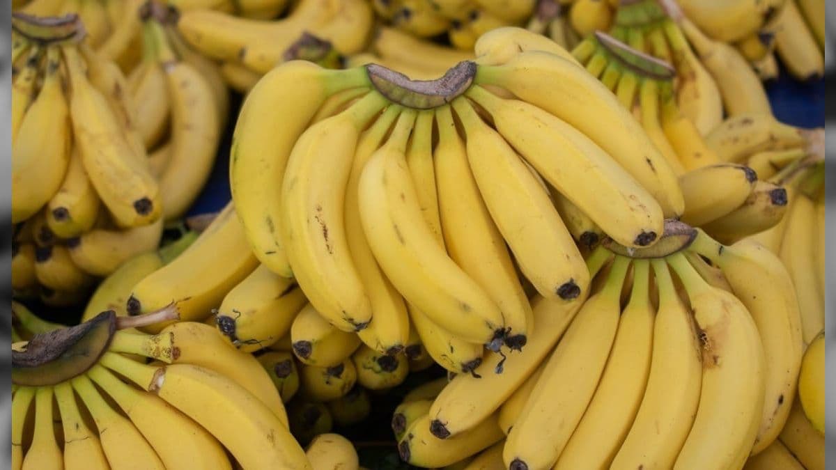 Banana nanica está mais barata nesta época do ano