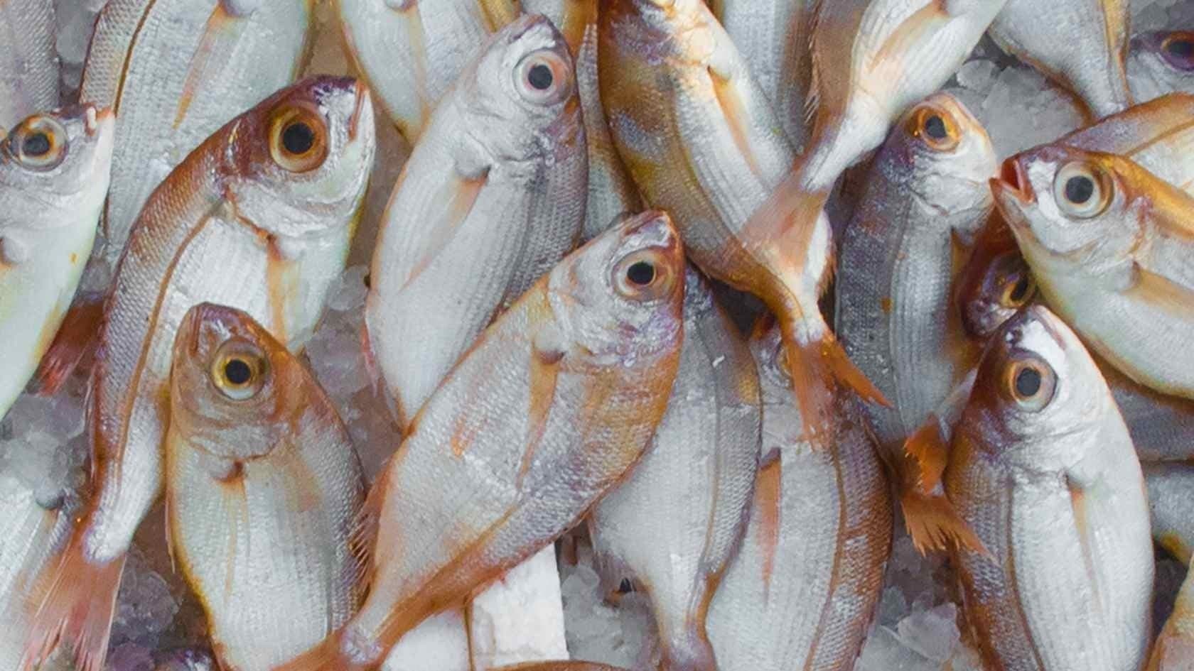 Setor de pescados brasileiro foi severamente impactado pelo tarifaço