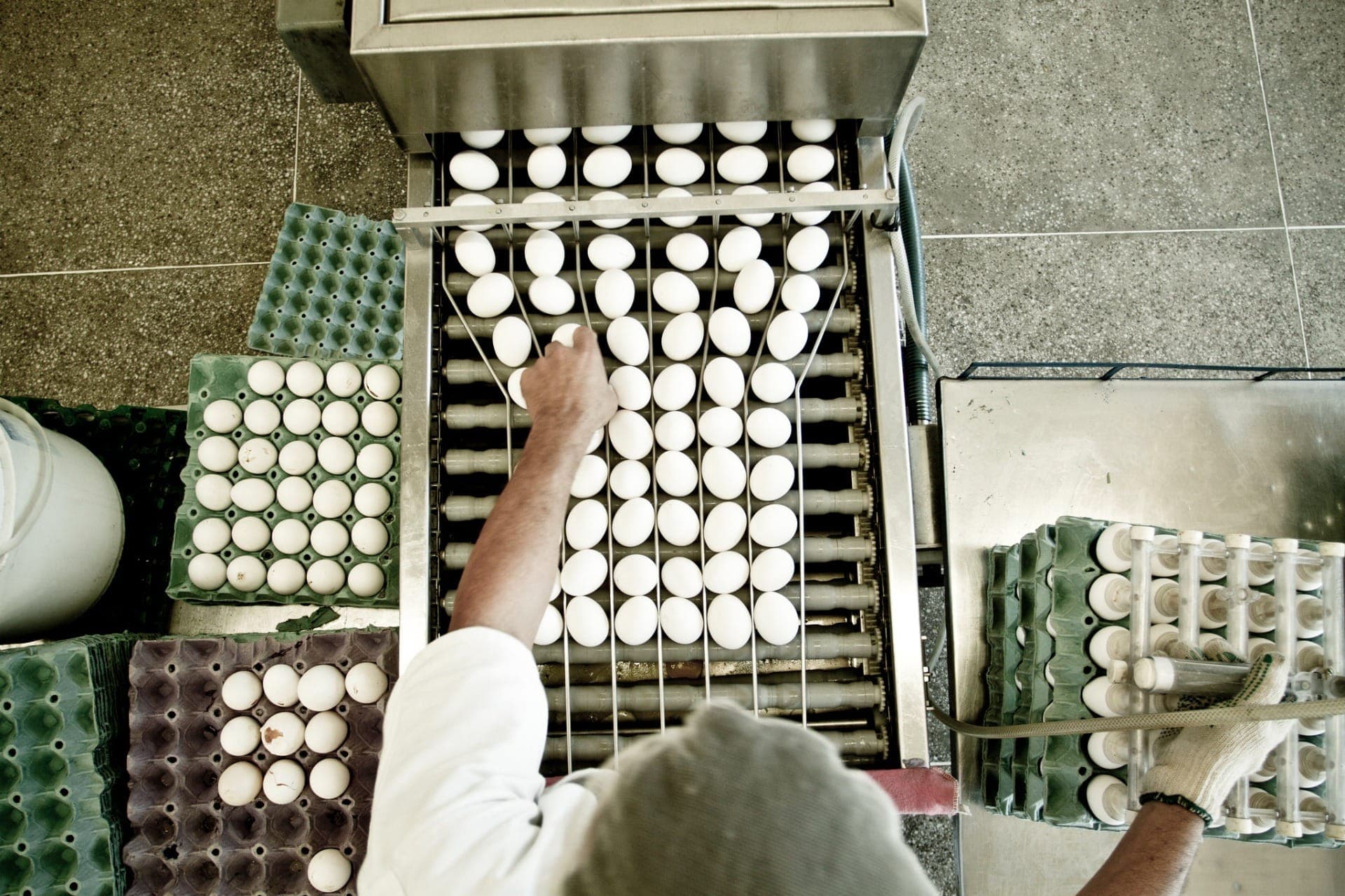 Setor acredita que Estados Unidos manterão compras de ovos brasileiros em alta