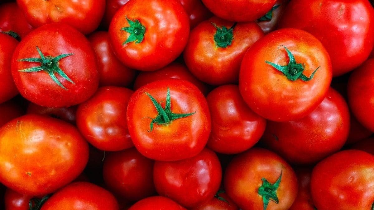 Tomate foi um dos itens que ficou mais barato em agosto