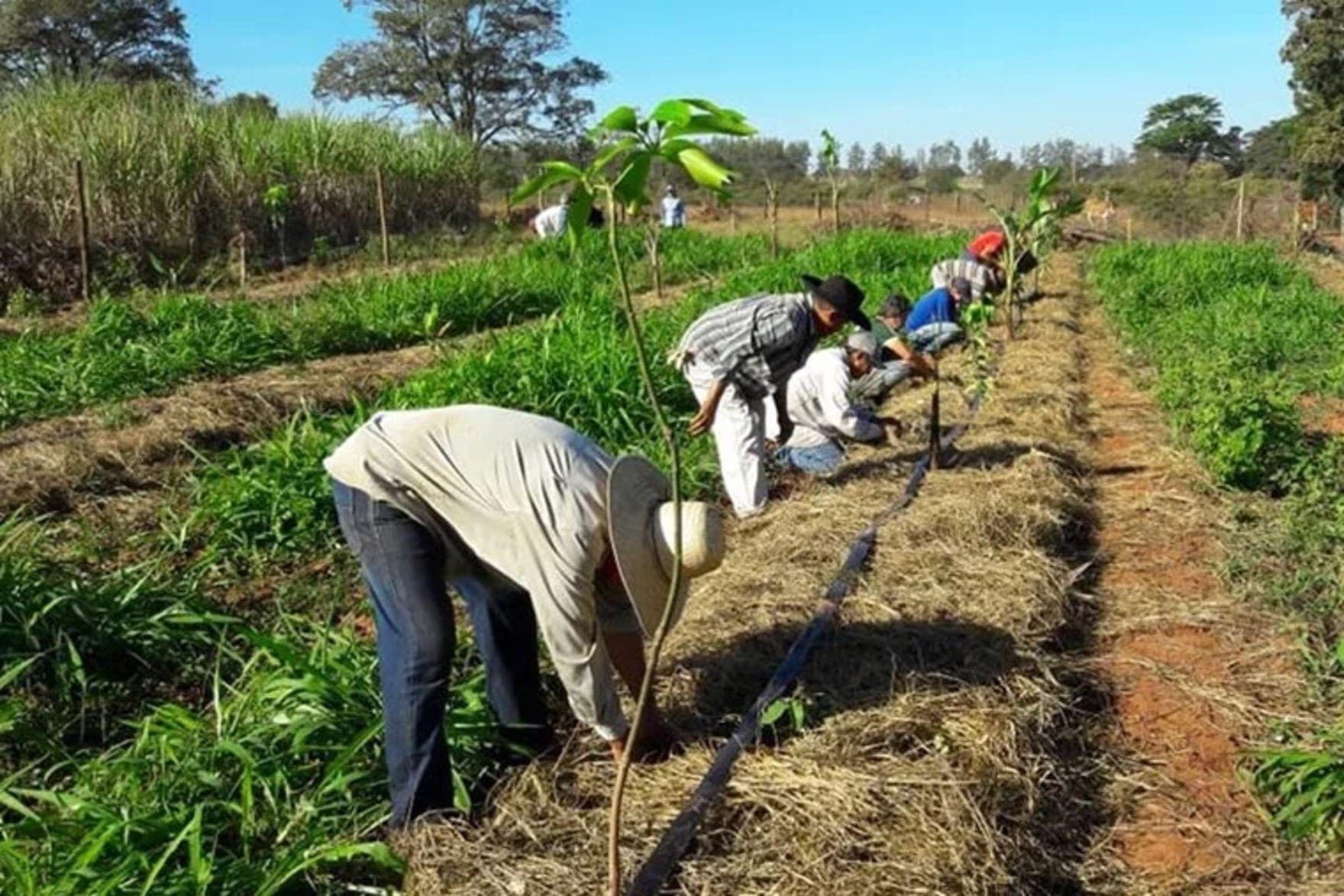 Representantes setoriais afirmam que volume é insuficiente para atender os produtores
