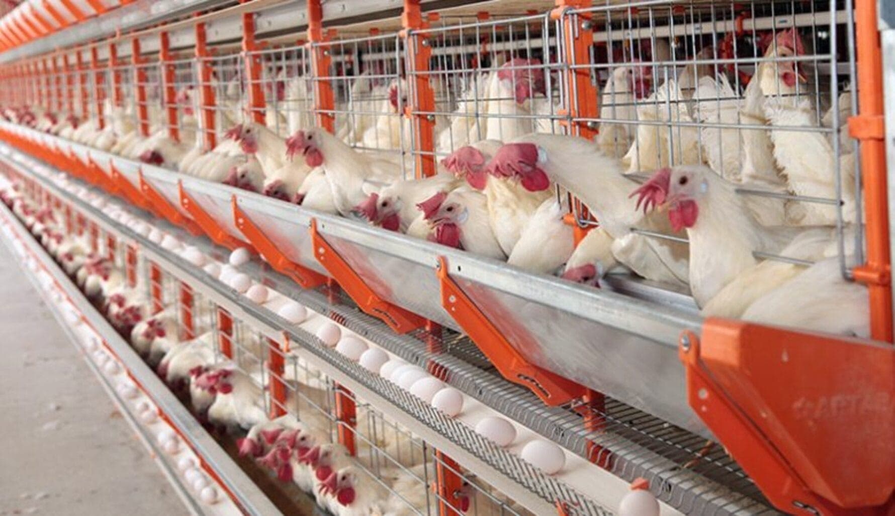 Chile confirma gripe aviária e suspensão das exportações para todos os países