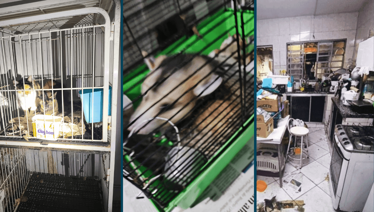 Os animais foram resgatados 