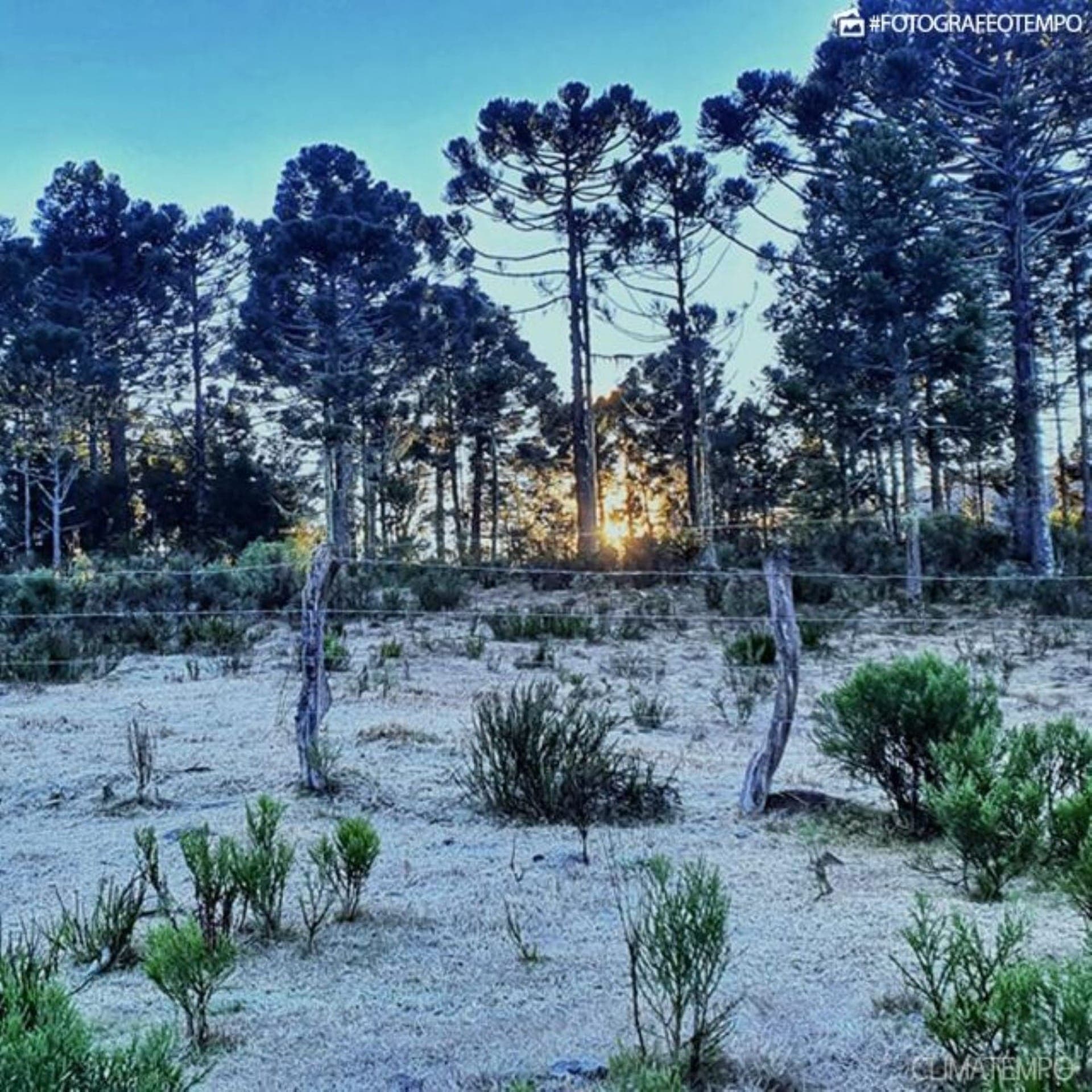 Geada é comum nesta época do ano e causa prejuízo nas plantações