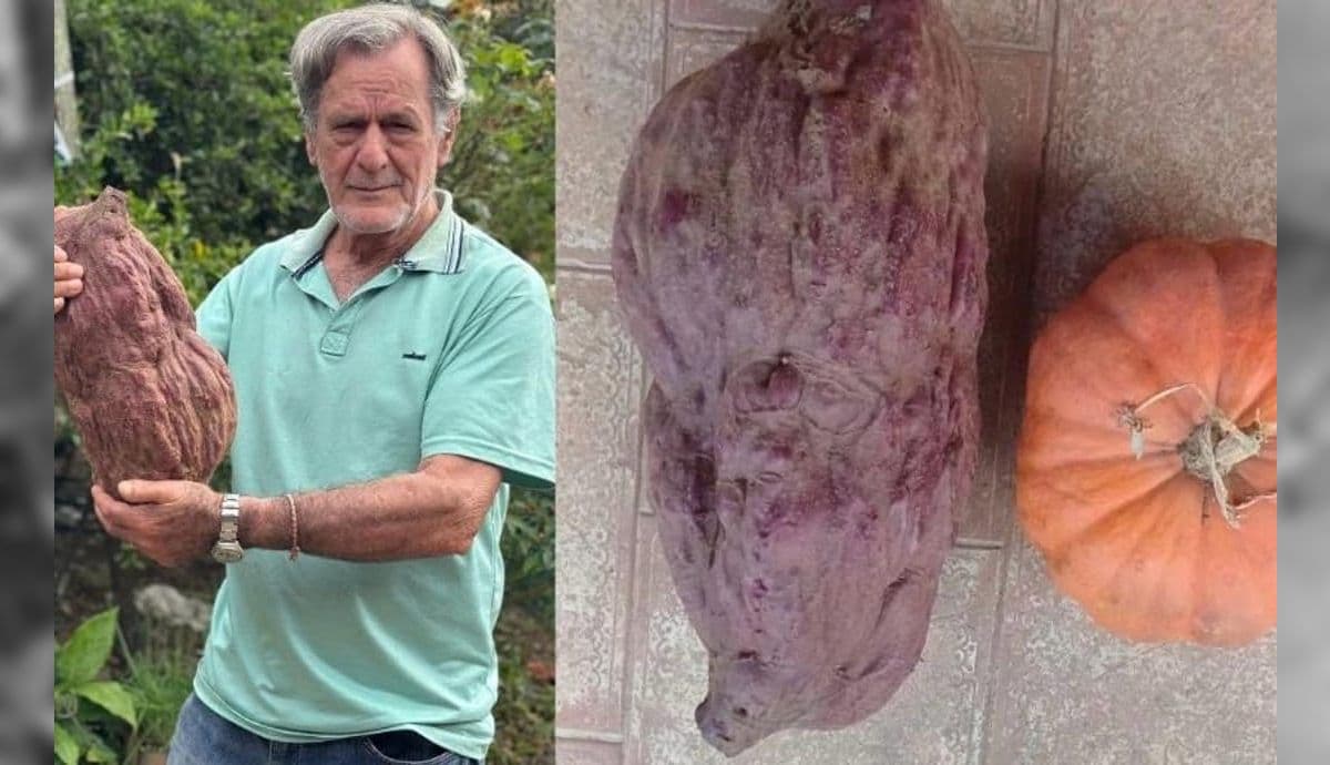 Agricultor exibe a batata doce roxa