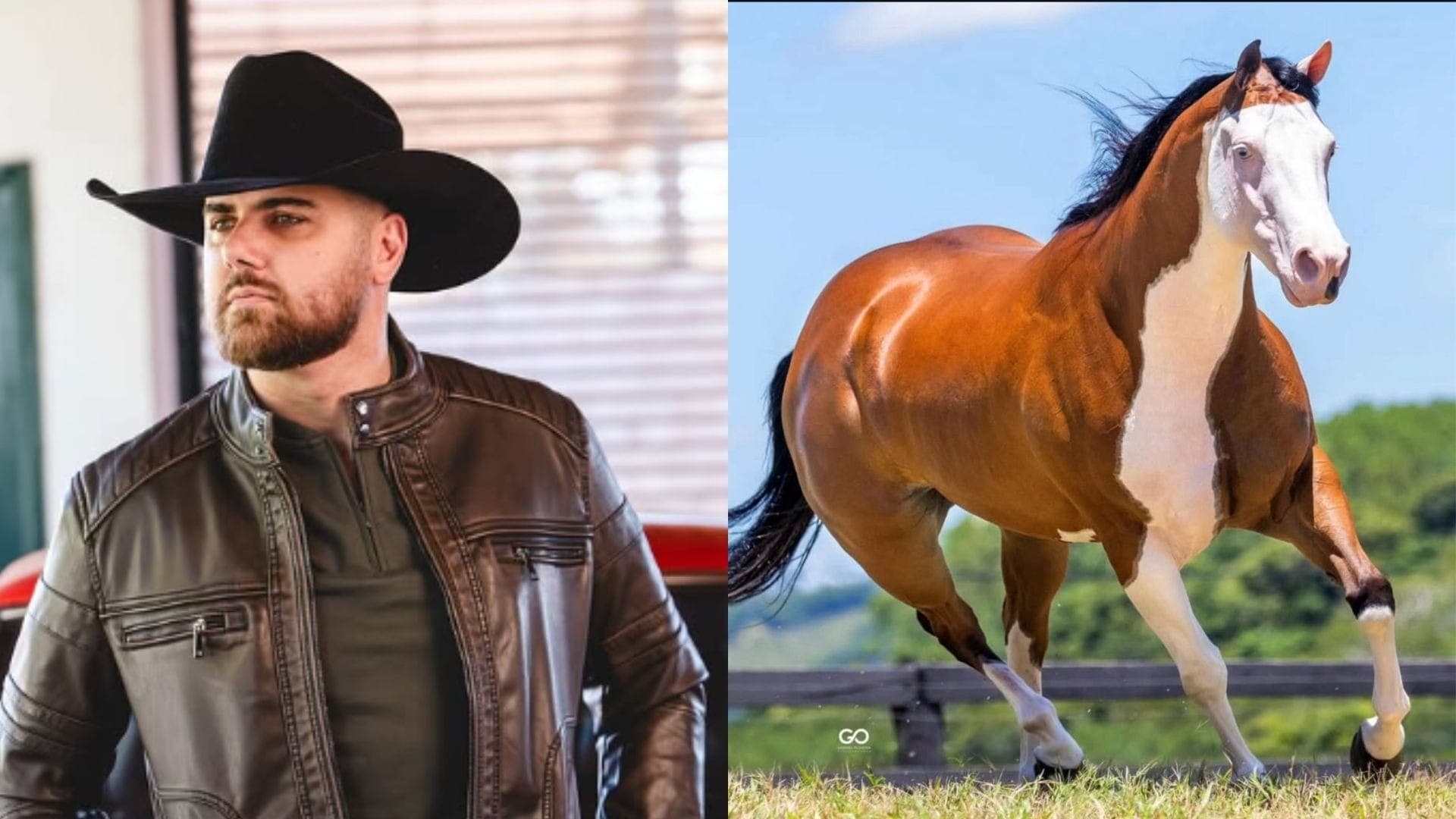 Zé Neto comprou égua de R$ 2,5 milhões