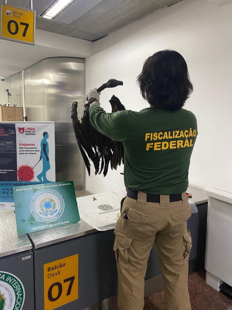 Passageiro trazia 62 ratos e dois urubus na mala