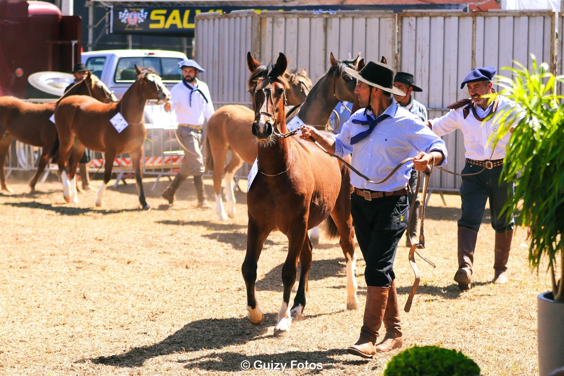 Cavalo Crioulo ganha espaço em Barretos