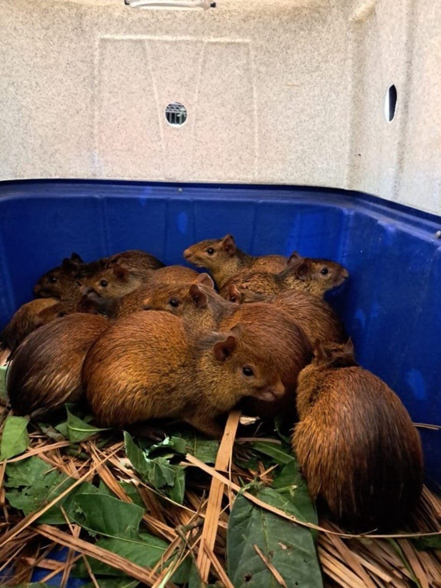 Cutias e caititus apreendidos em churrascaria