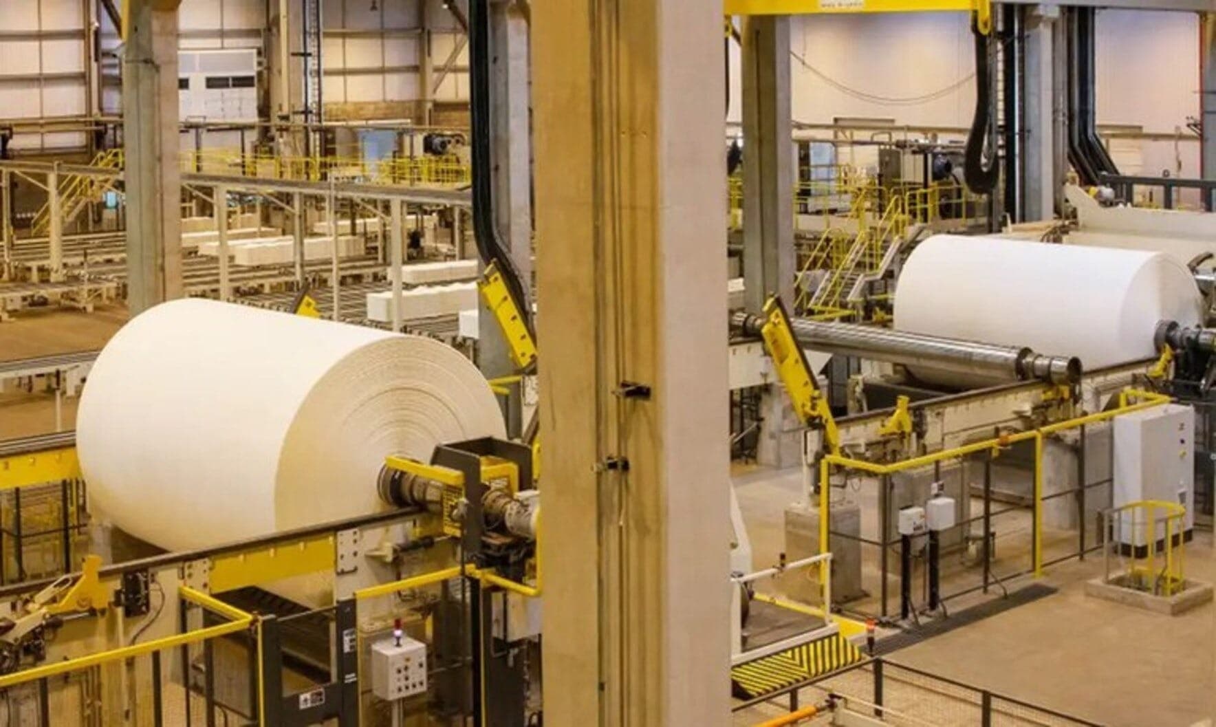 Celulose é obtida de árvores de eucalipto