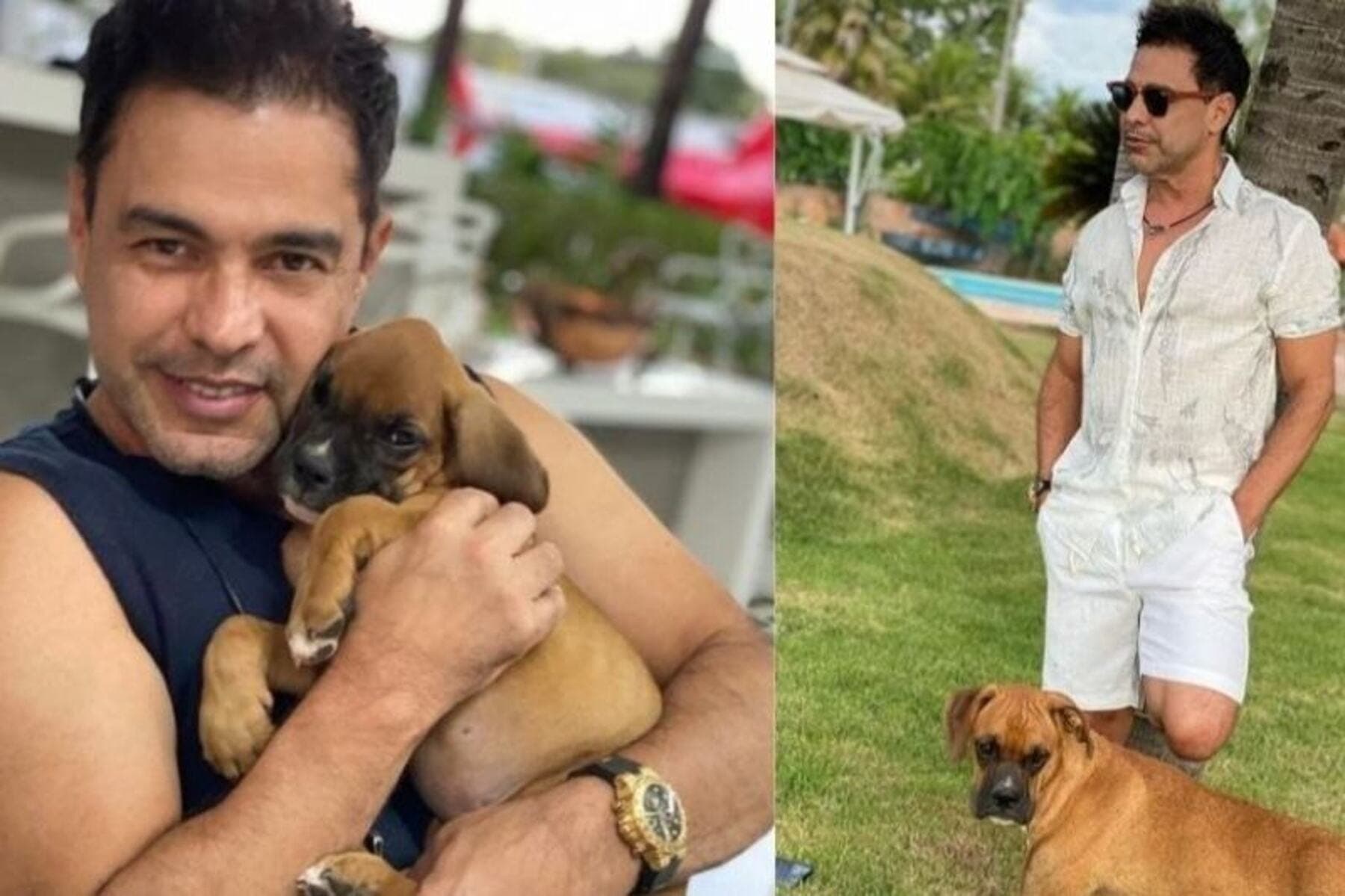 Zezé di Camargo troca boi por cães