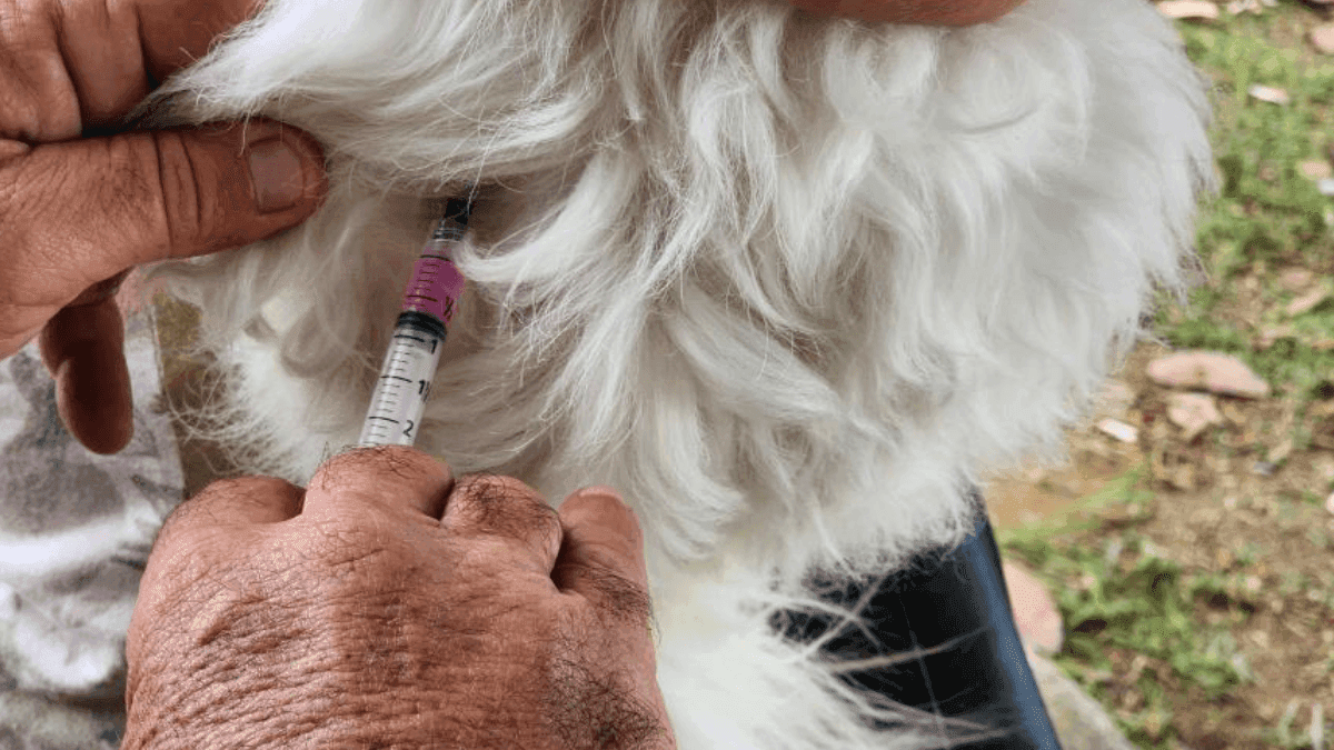 Prefeitura de Taubaté realiza campanha de vacinação antirrábica na Vila São José