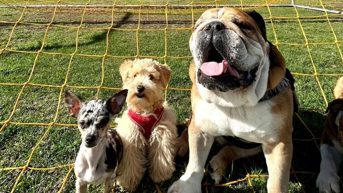 Roscoe durante as férias da Fórmula 1