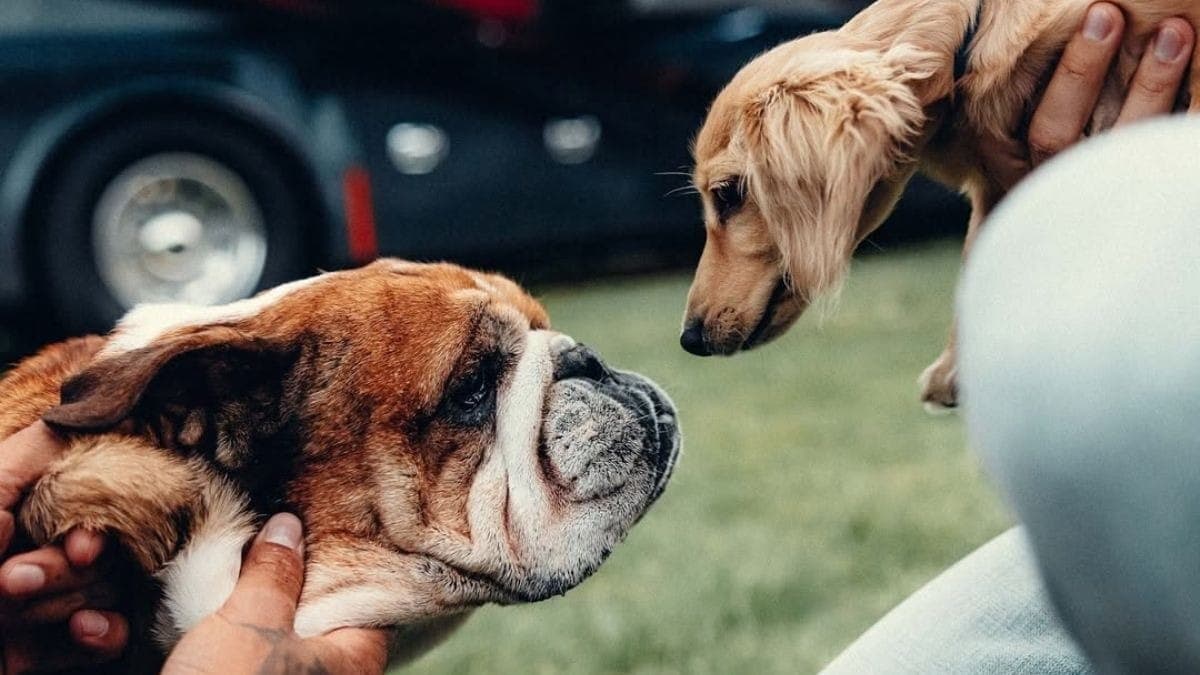 Roscoe e Leo, cachorro de Charles Leclerc