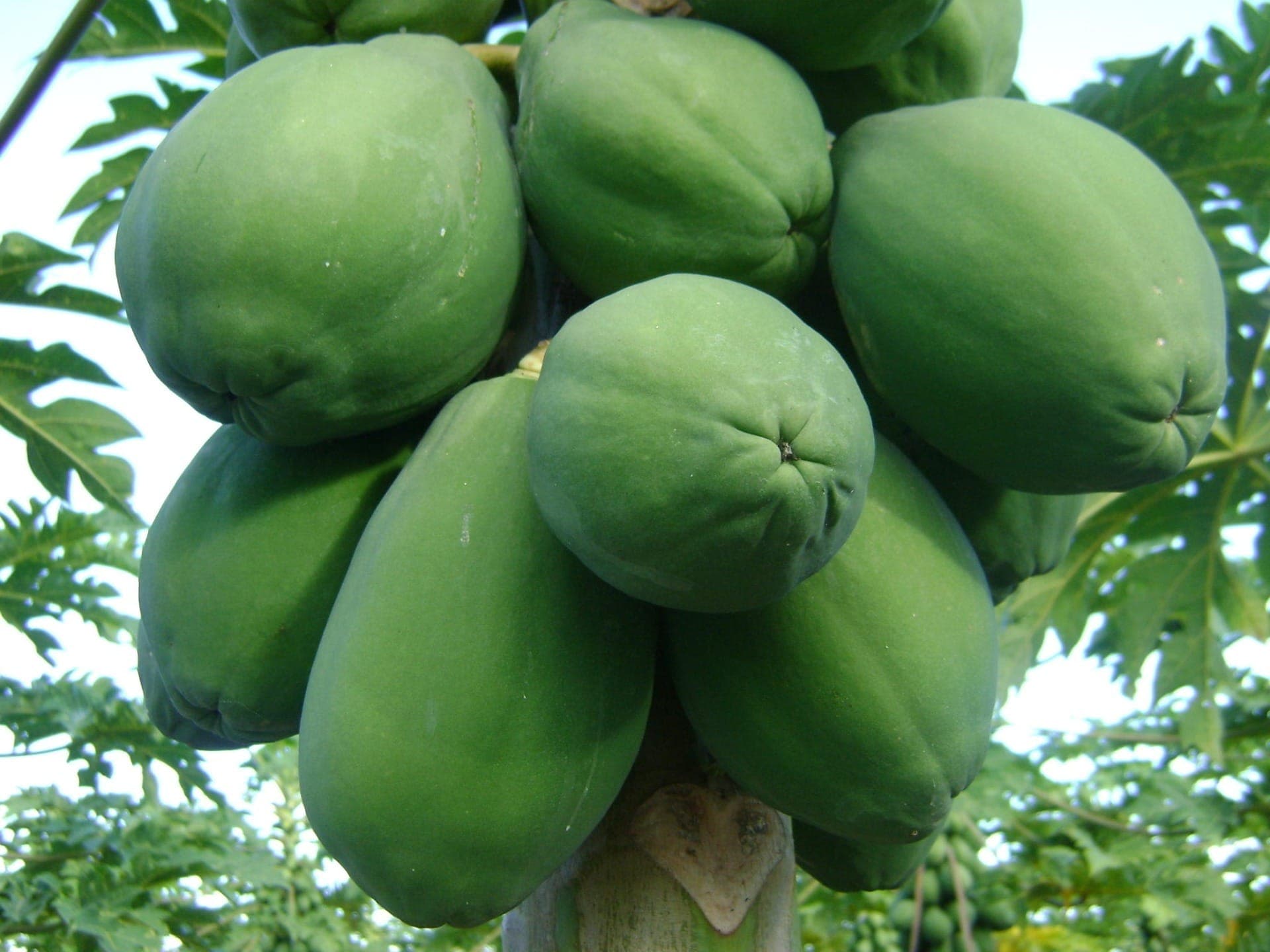 Mamão para o intestino: como a fruta atua e o jeito certo de amadurecer