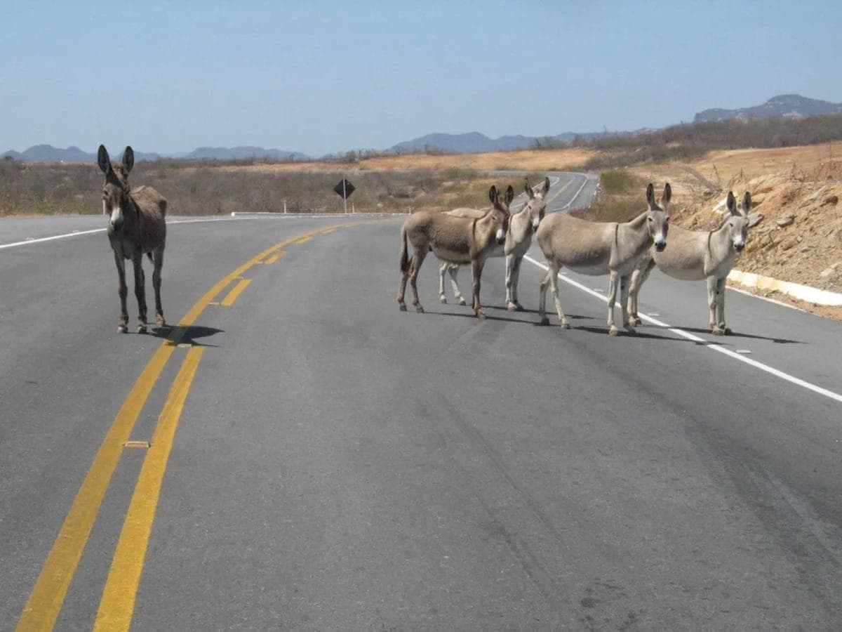 Asininos em rodovias na região Nordeste
