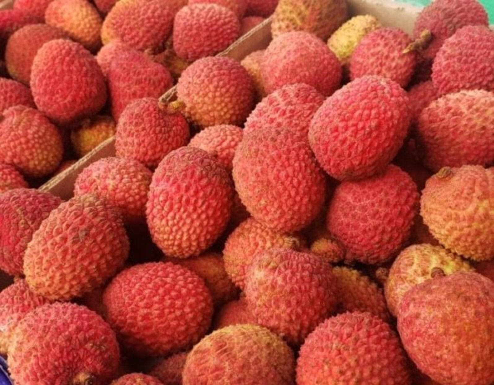 Lichia: produção é concentrada em SP e MG