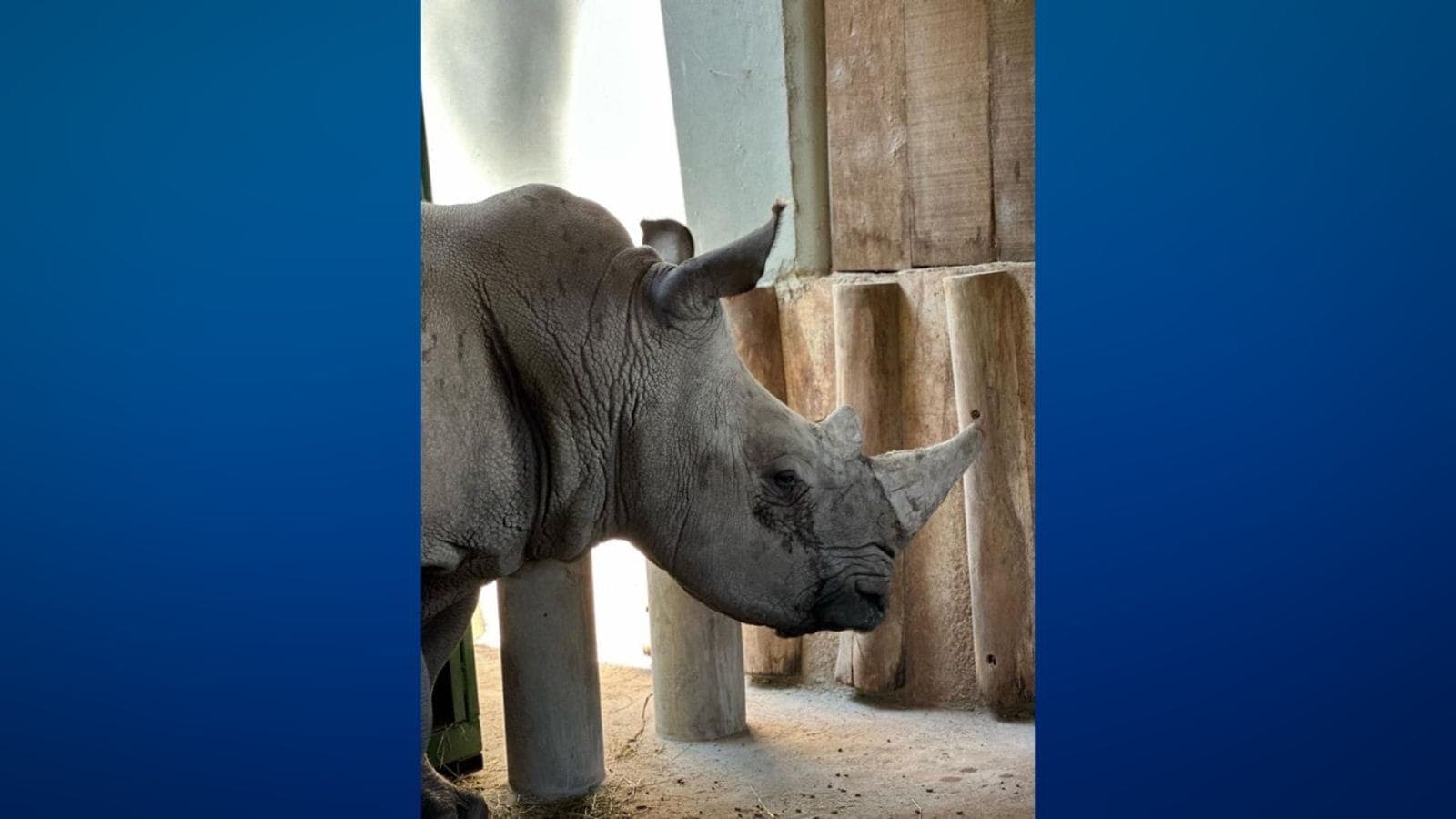 Rinoceronte Atanásio