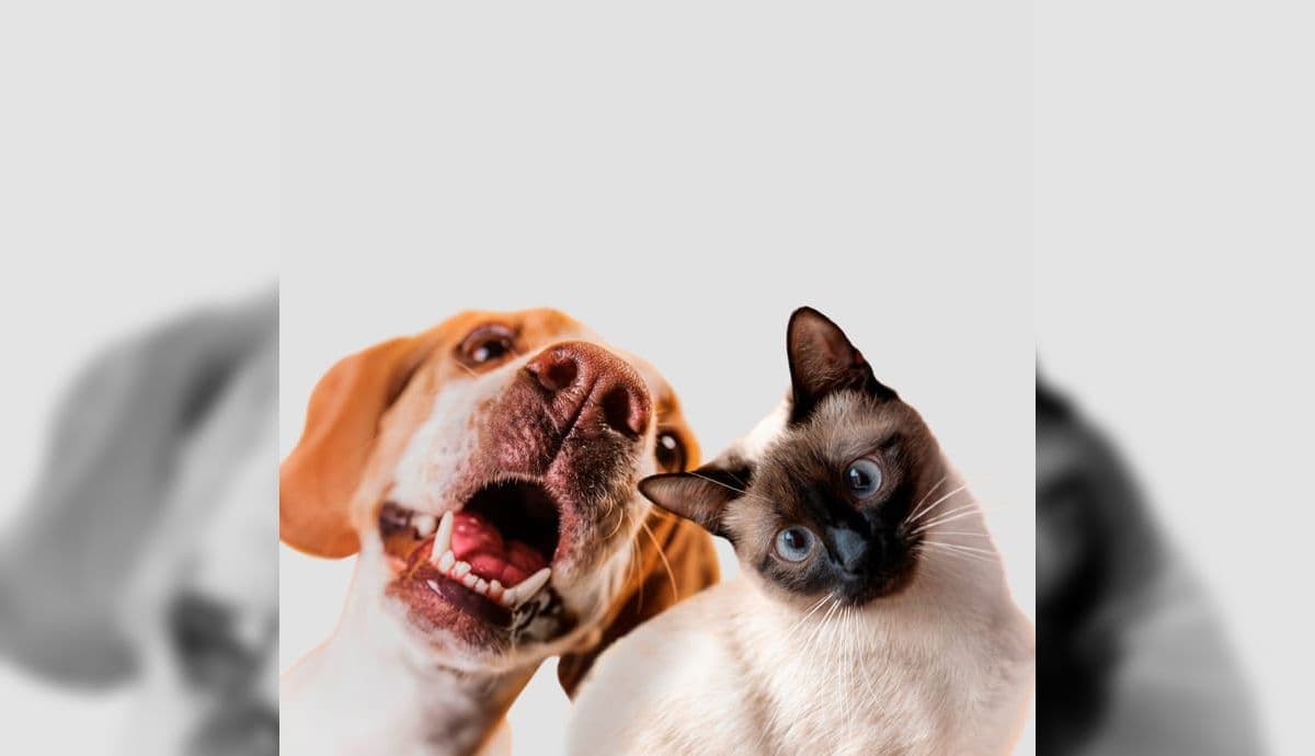 Gato e Cachorro