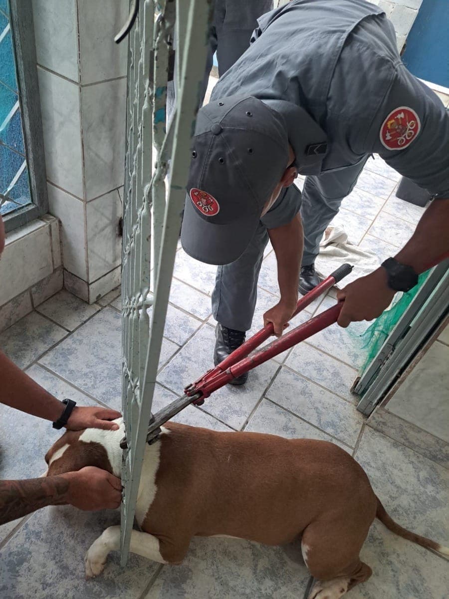 Cachorro preso na grade de portão é resgatado por bombeiros em Caraguá