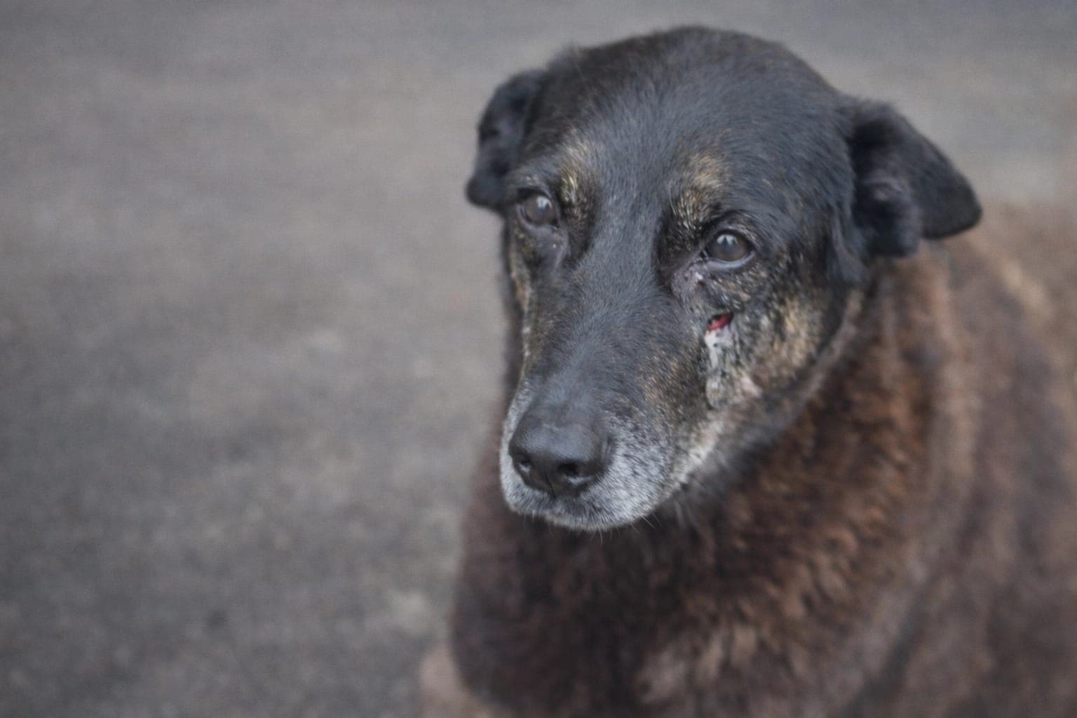 Cão Orelha foi espancado por adolescentes em SC