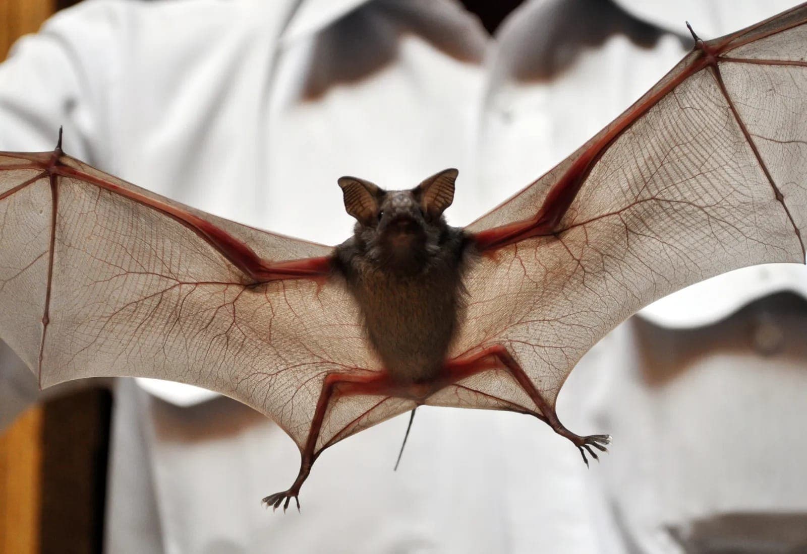 Morcegos são os principais vetores do vírus nipah