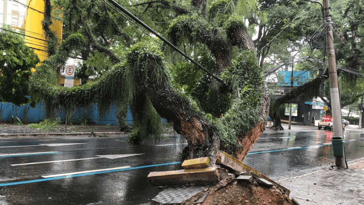 Árvore de grande porte cai na Avenida José Longo em São José dos Campos