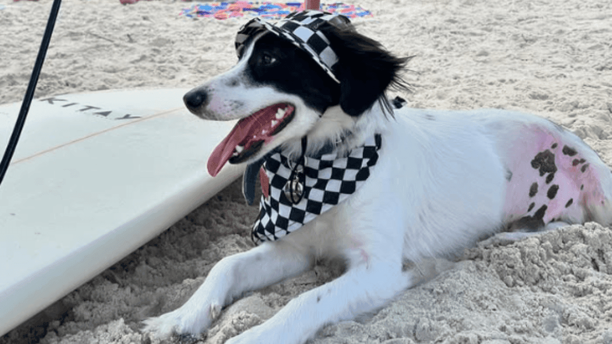 Lindolfo, cachorro de Samira, do BBB 26