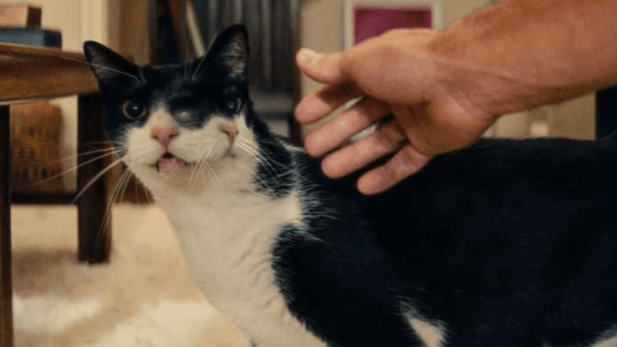 Gatas de "O Agente Secreto"