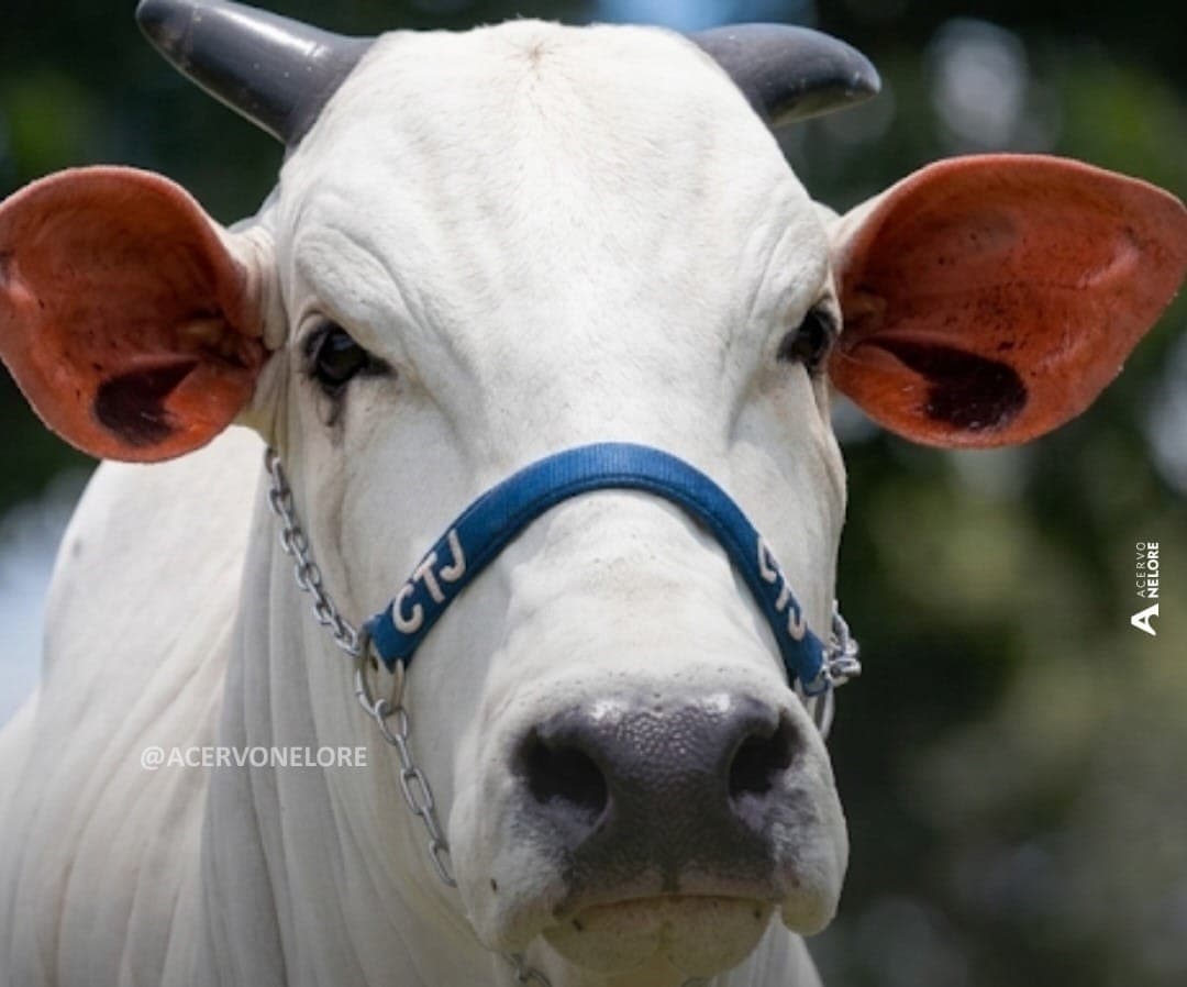 Vaca nelore avaliada em R$ 2 milhões