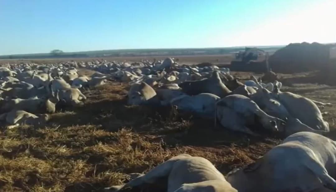 Onda de frio mata gado no MS e esgotamento de cotas para a China gera crise