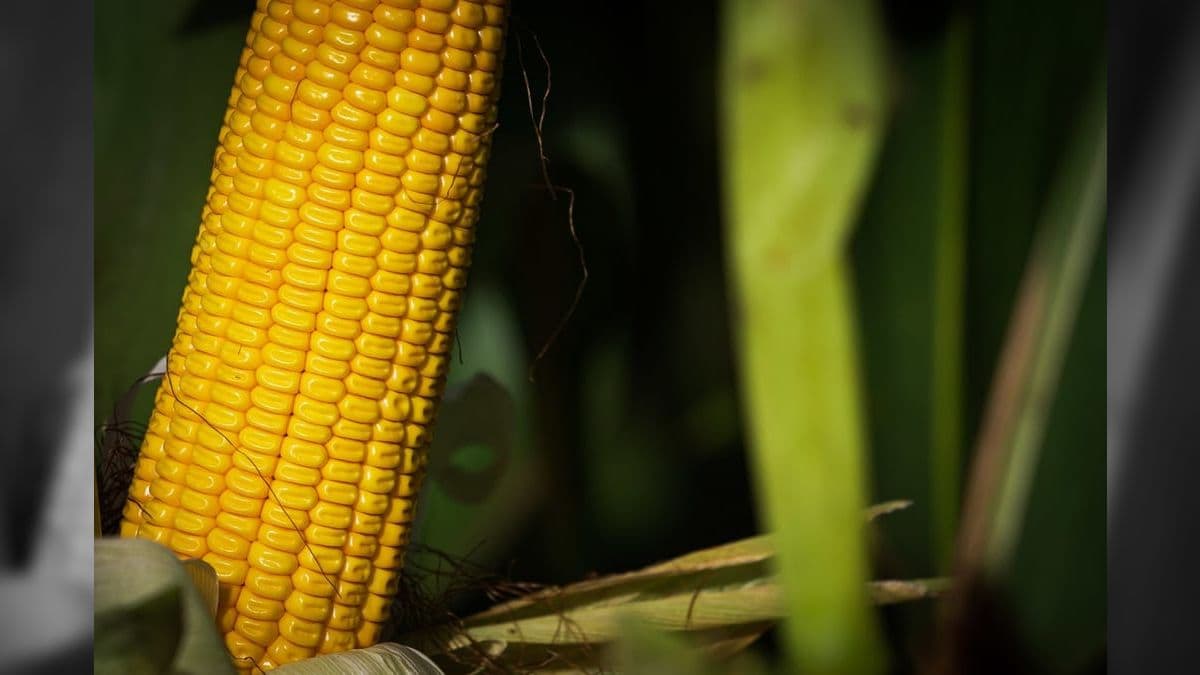 IBGE aponta que 21% da produção de milho no Brasil é concentrada em 20 pessoas