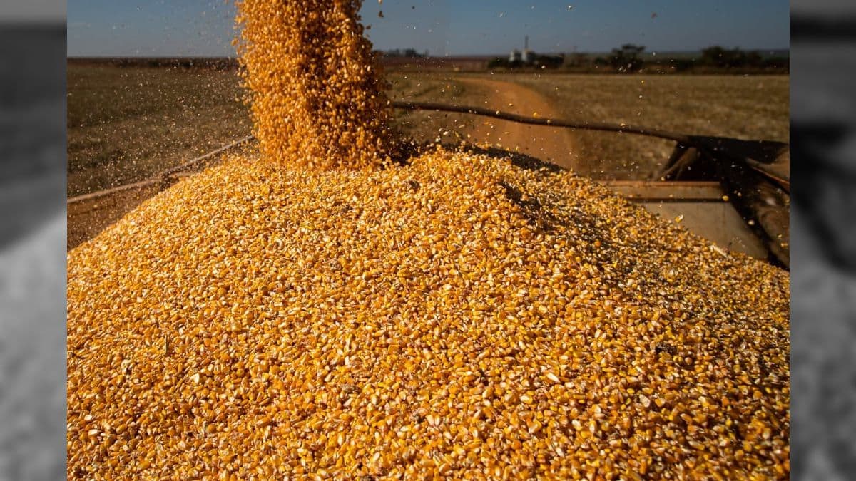 Milho e soja têm maior oferta na safra 2025/26 e alavancam exportações