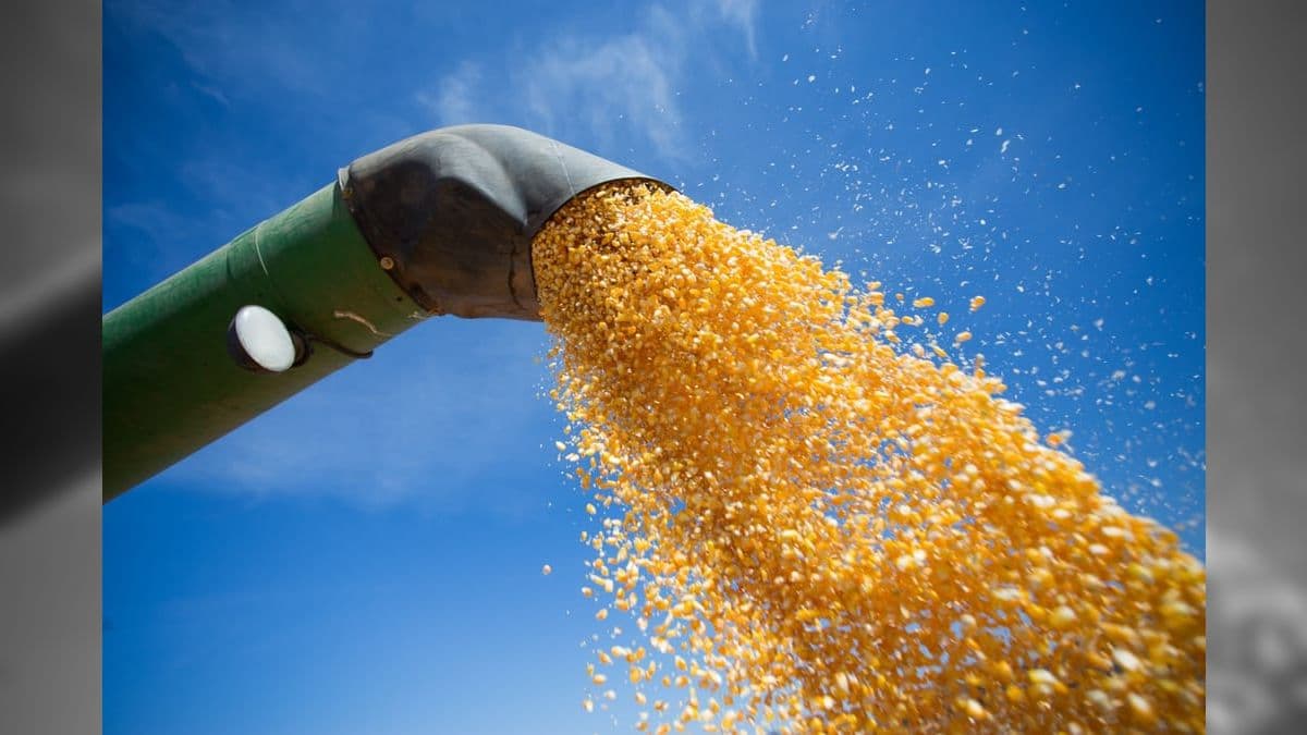 Projeção para a produção nacional de milho aumenta