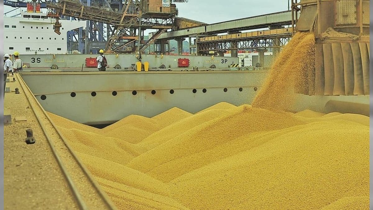 Demanda por farelo de soja aumentou devido às compras de avicultores