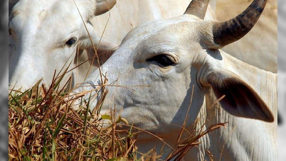 Rabobank projeta queda de 4% na produção de carne bovina neste ano