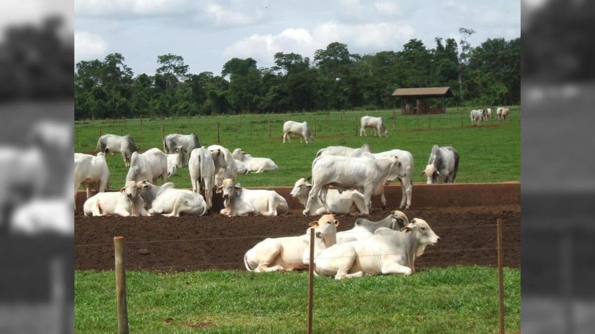 Governo e exportadores correm para escapa de veto da Comissão Europeia