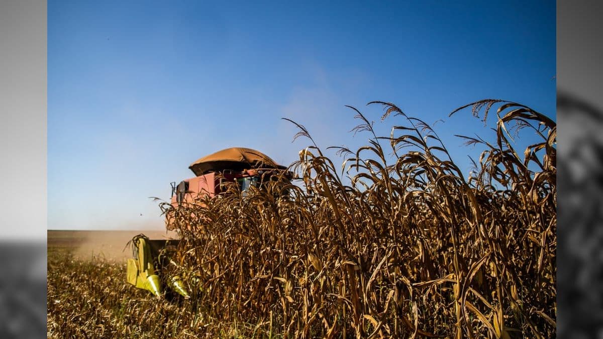 El Niño causou prejuízos agronômicos entre setembro e novembro no Sul