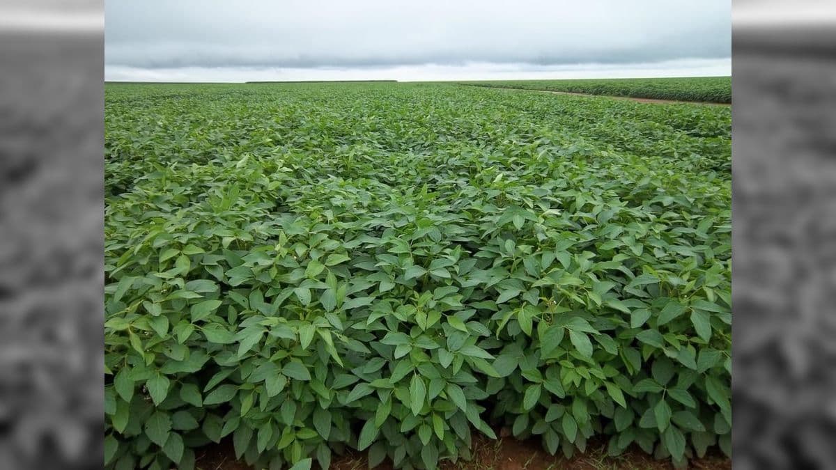 Lavoura de soja em Rondônia
