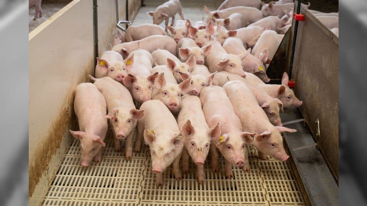 Peste Suína Africana (PSA) é uma ameaça global à rebanhos suínos