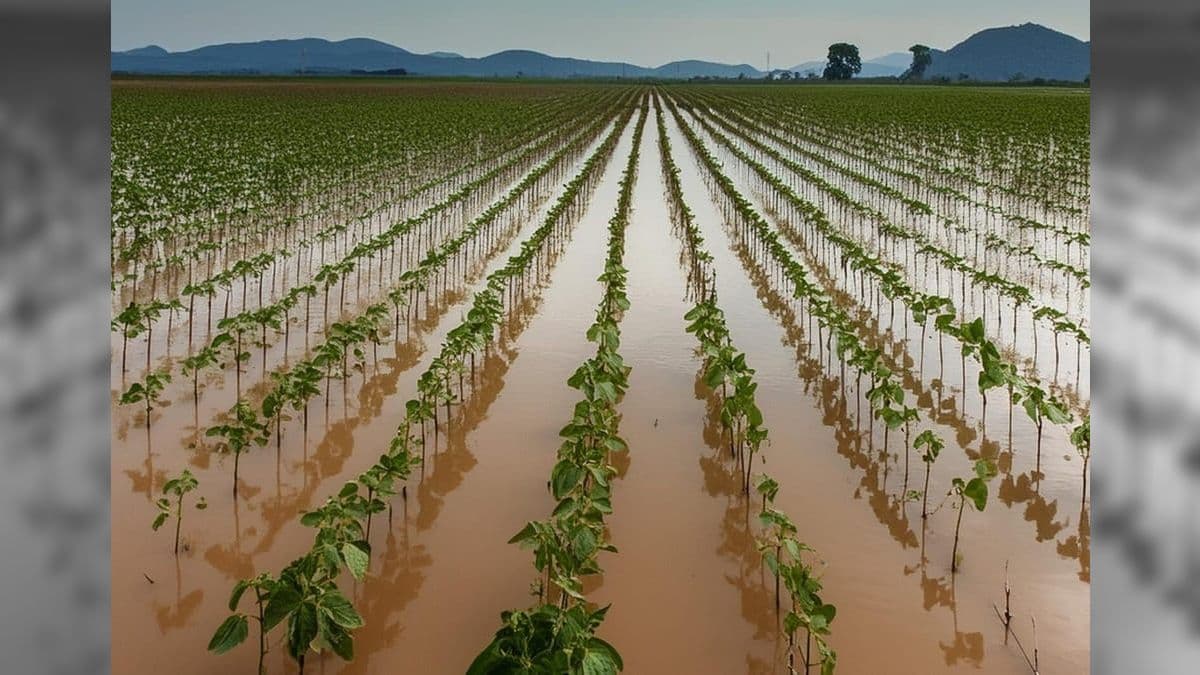 Lavoura de soja submersa devido às fortes chuvas no Rio Grande do Sul