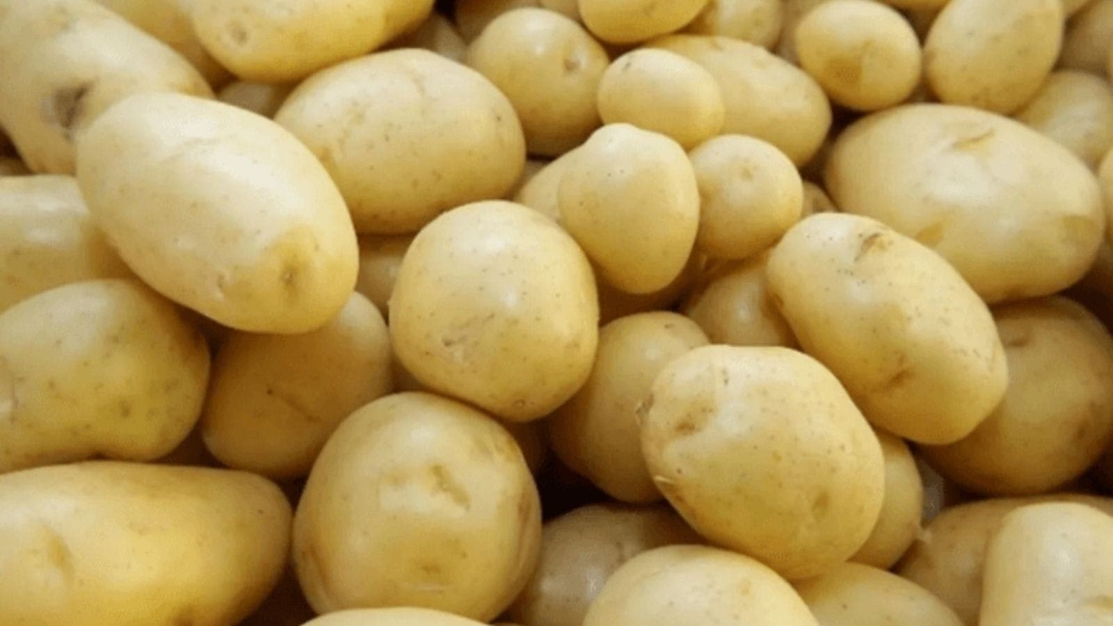 A entressafra da batata fez a produção cair e as chuvas também impactaram a oferta