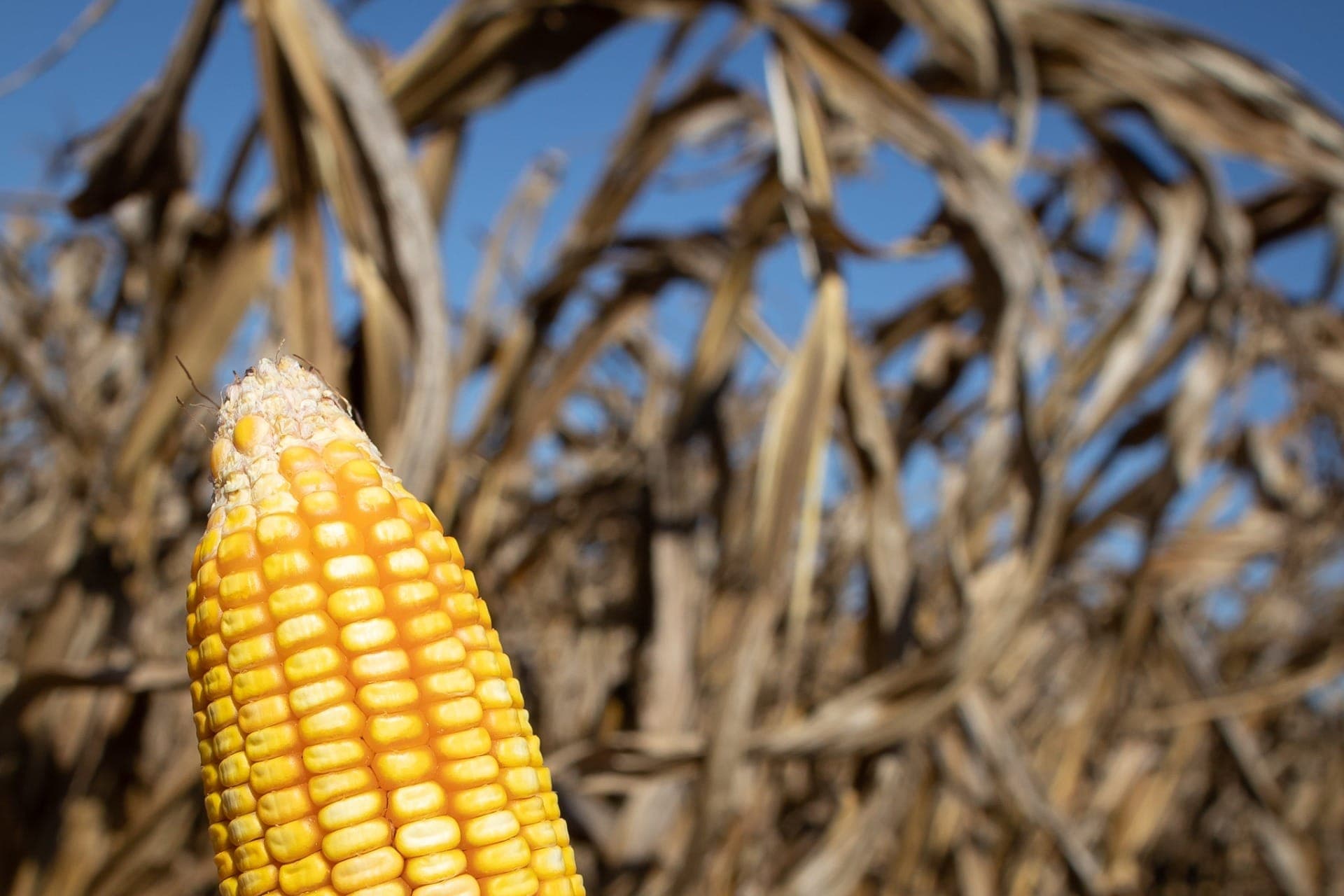 Previsão de um El Niño 'superforte' preocupa produtores e exportadores de commodities