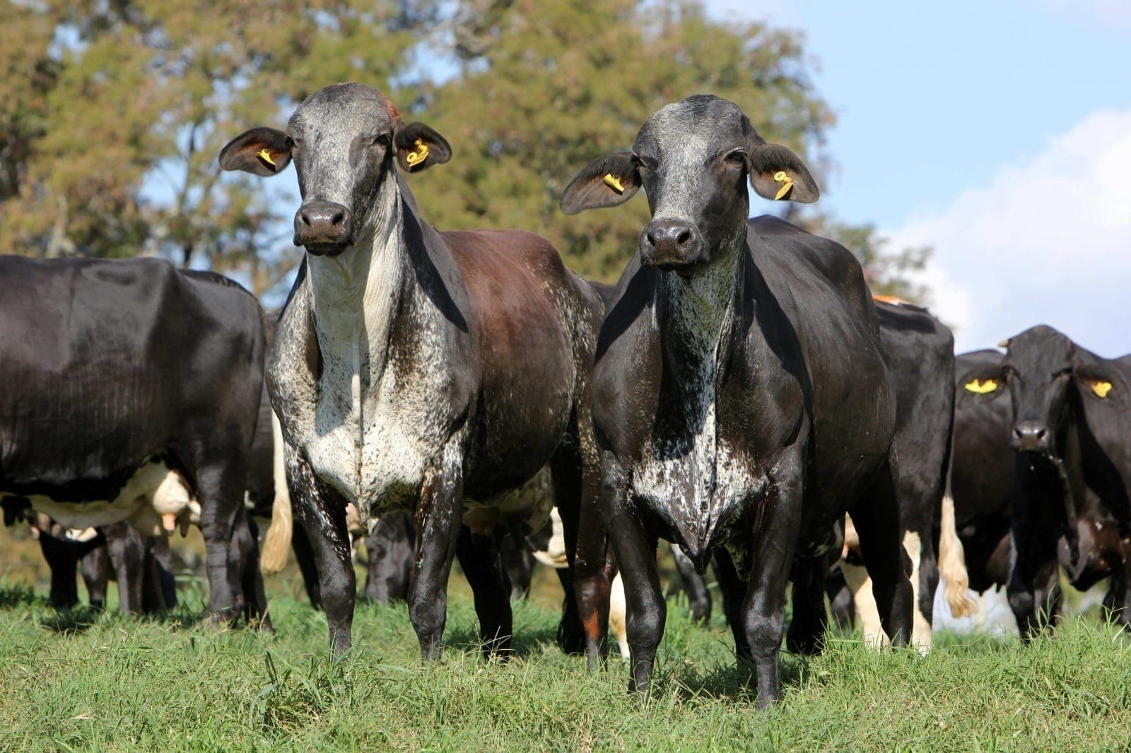 Brasil negocia com União Europeia para reverter suspensão de carnes