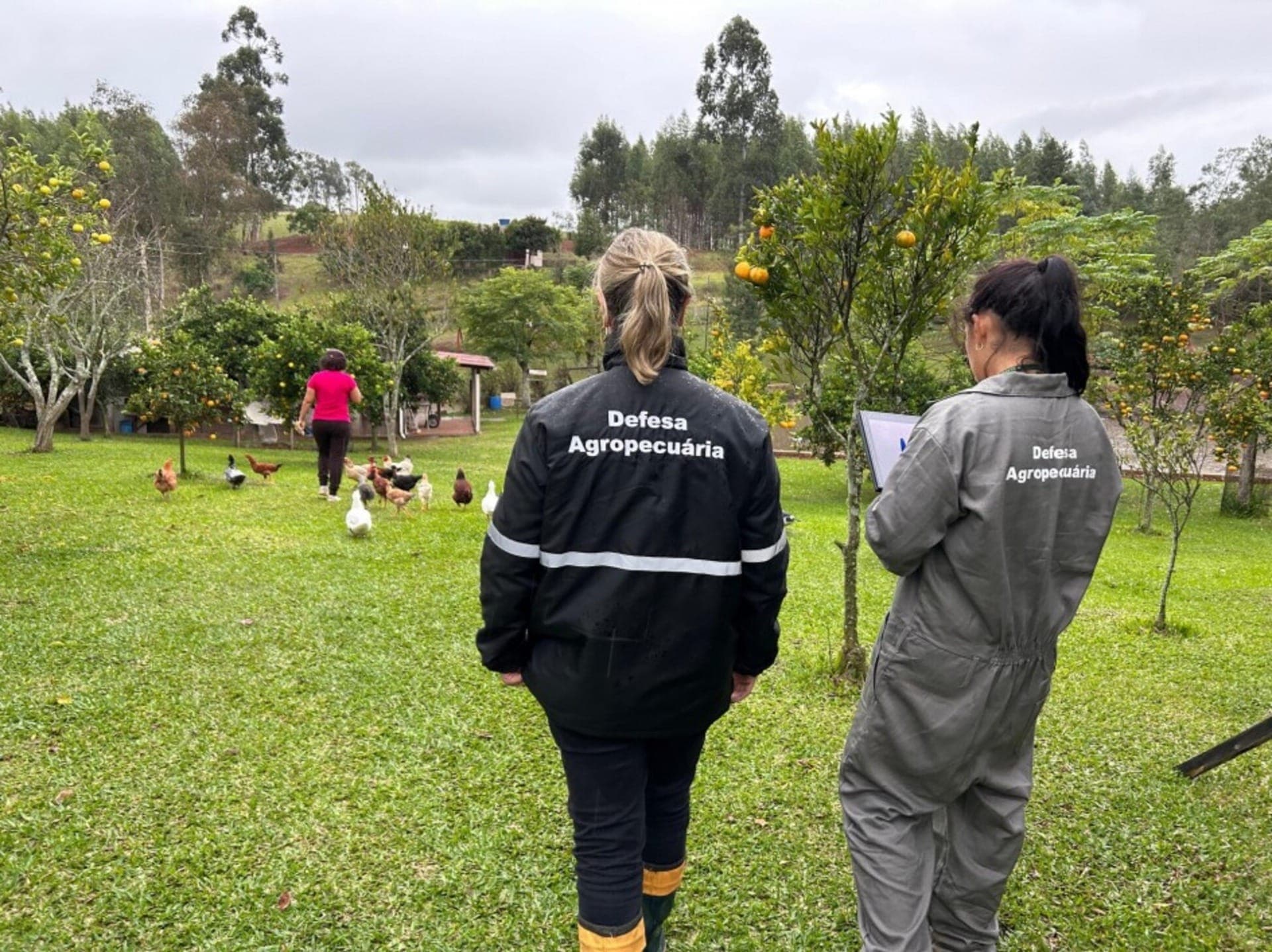 Vazio sanitário de 28 dias começou em 22 de maio no Rio Grande do Sul