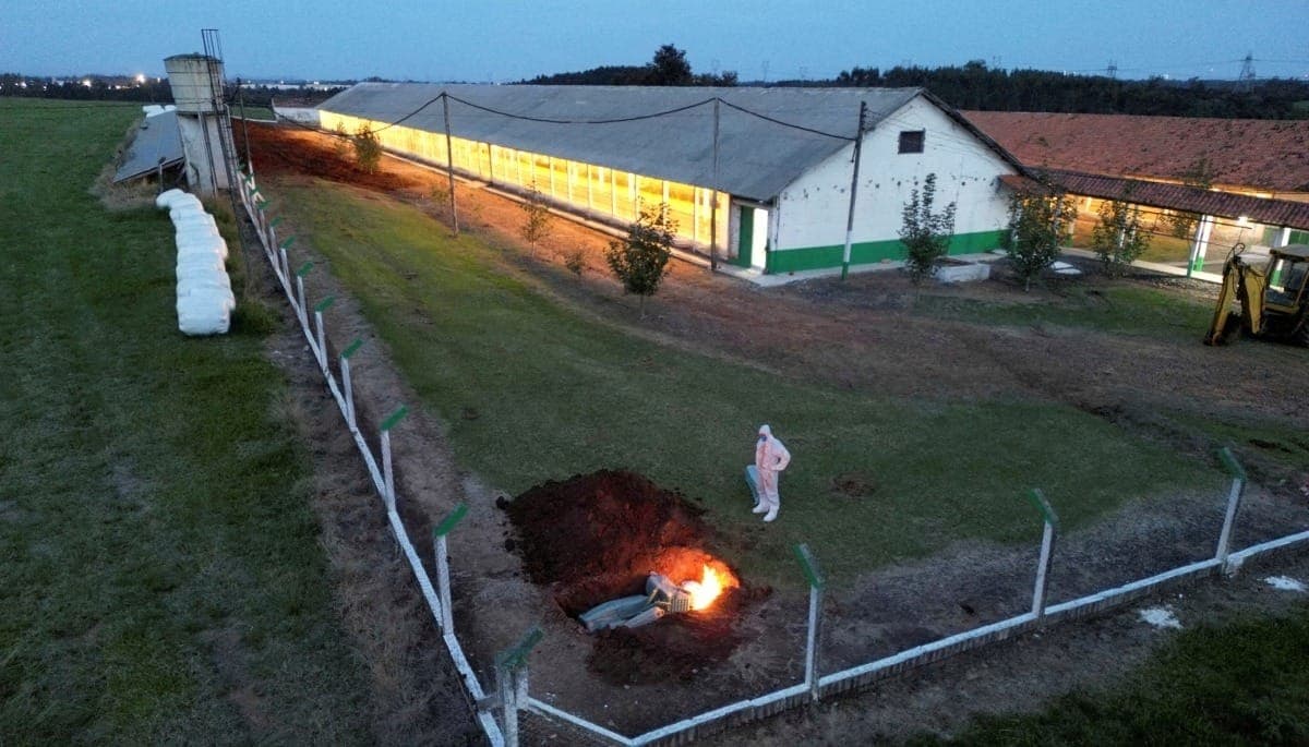 Montenegro, no Rio Grande do Sul, foi o primeiro local a registrar caso de gripe aviária