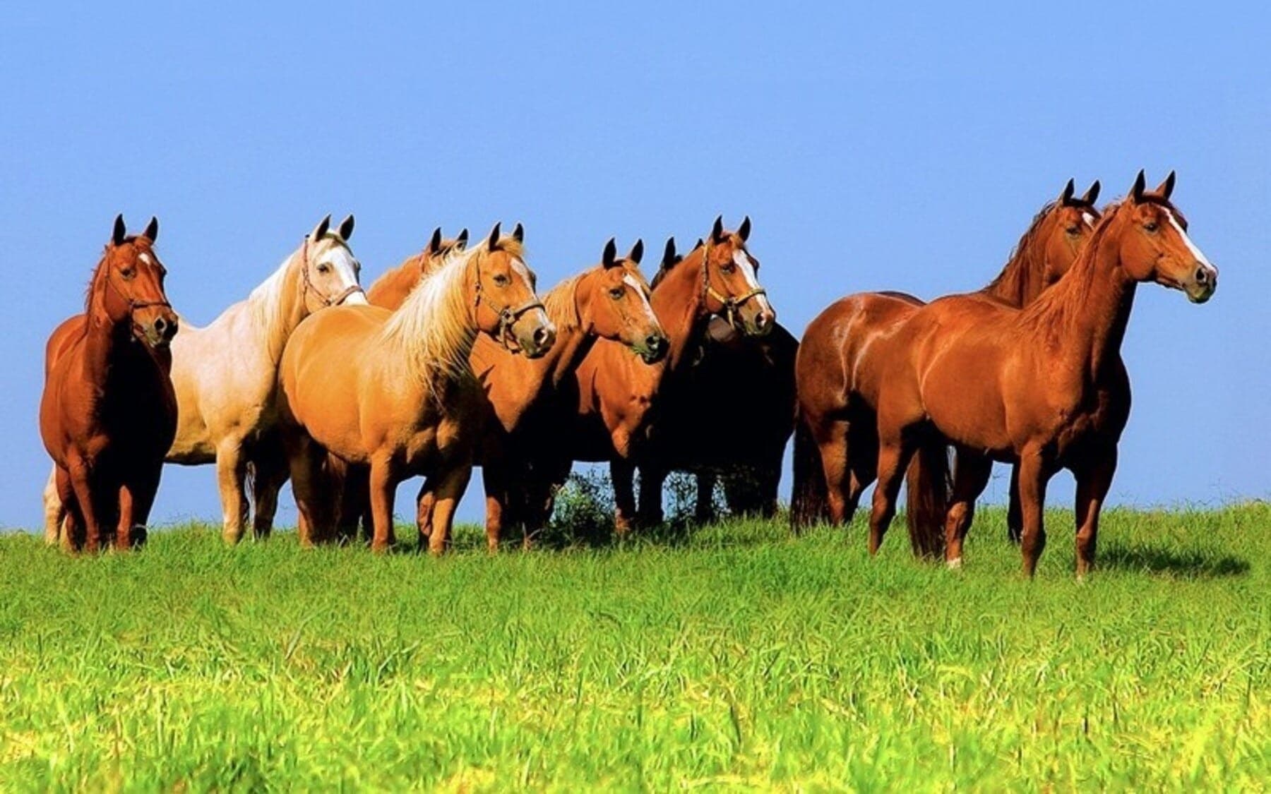 Cavalos da Raça Quarto de Milha invadem as ruas de São Paulo